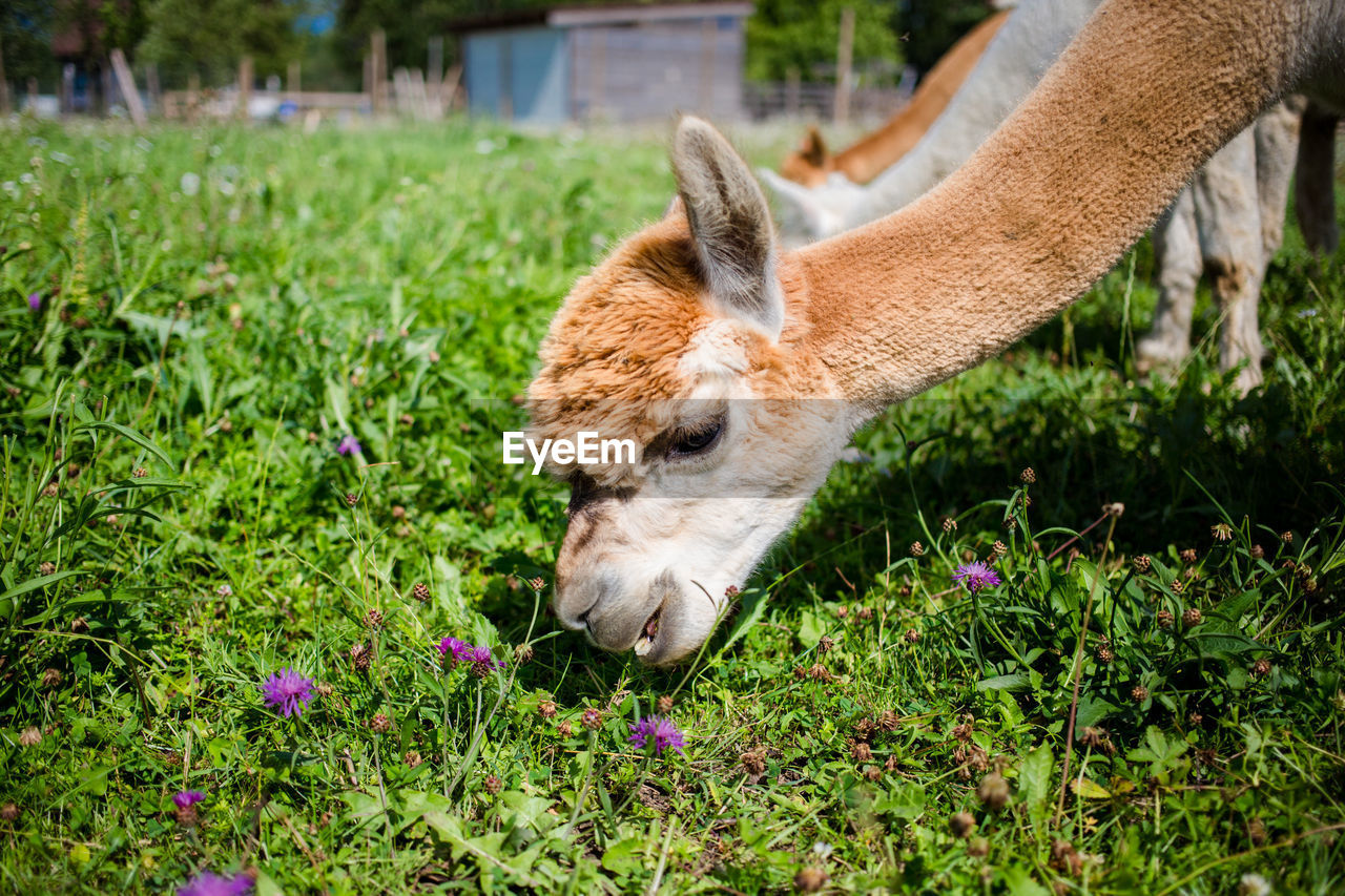 Llamas grazing on field against sky