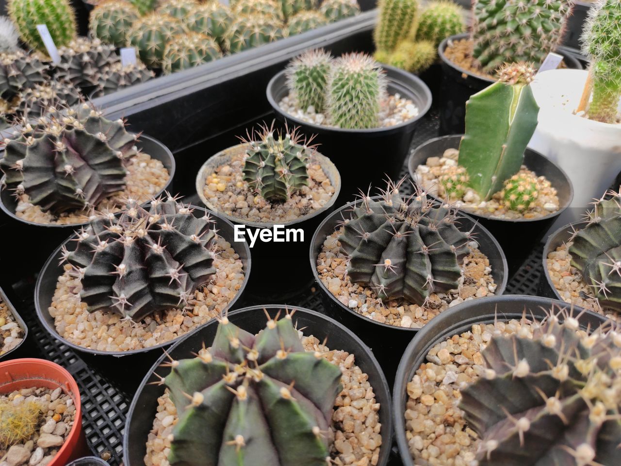 High angle view of succulent plants