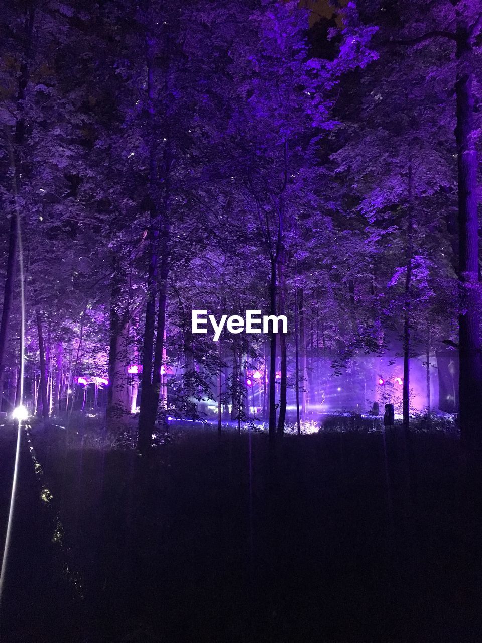 TREES AGAINST ILLUMINATED PURPLE SKY