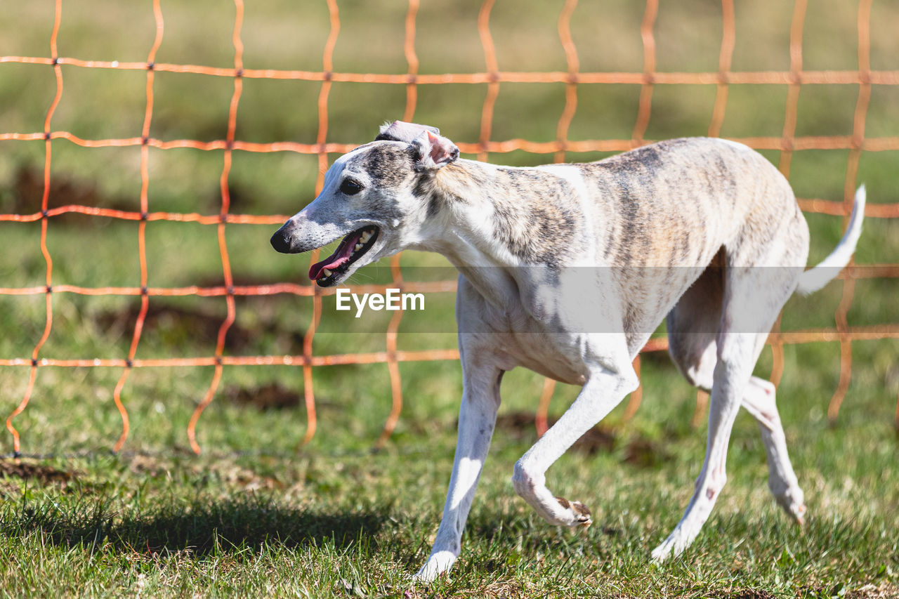 close-up of dog running on field
