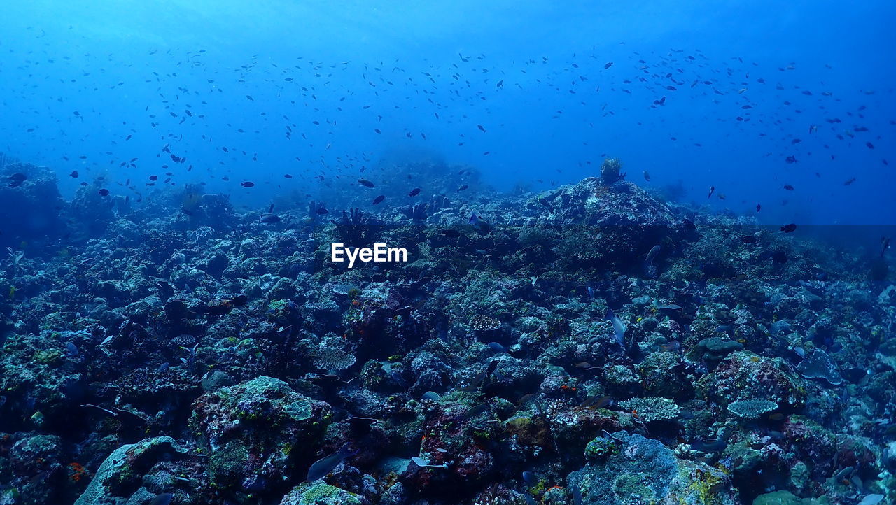 View of fish swimming underwater