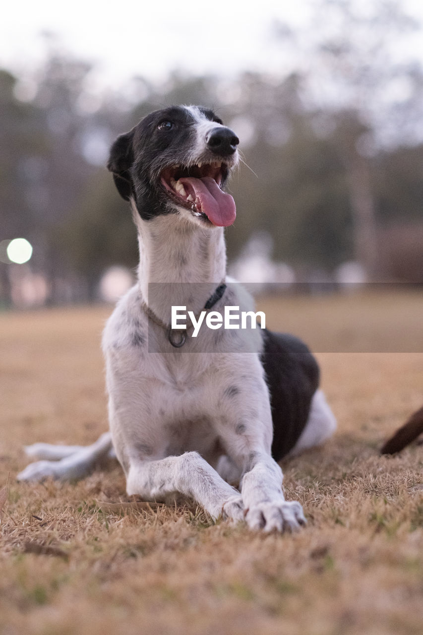 Portrait of happy greyhound dog