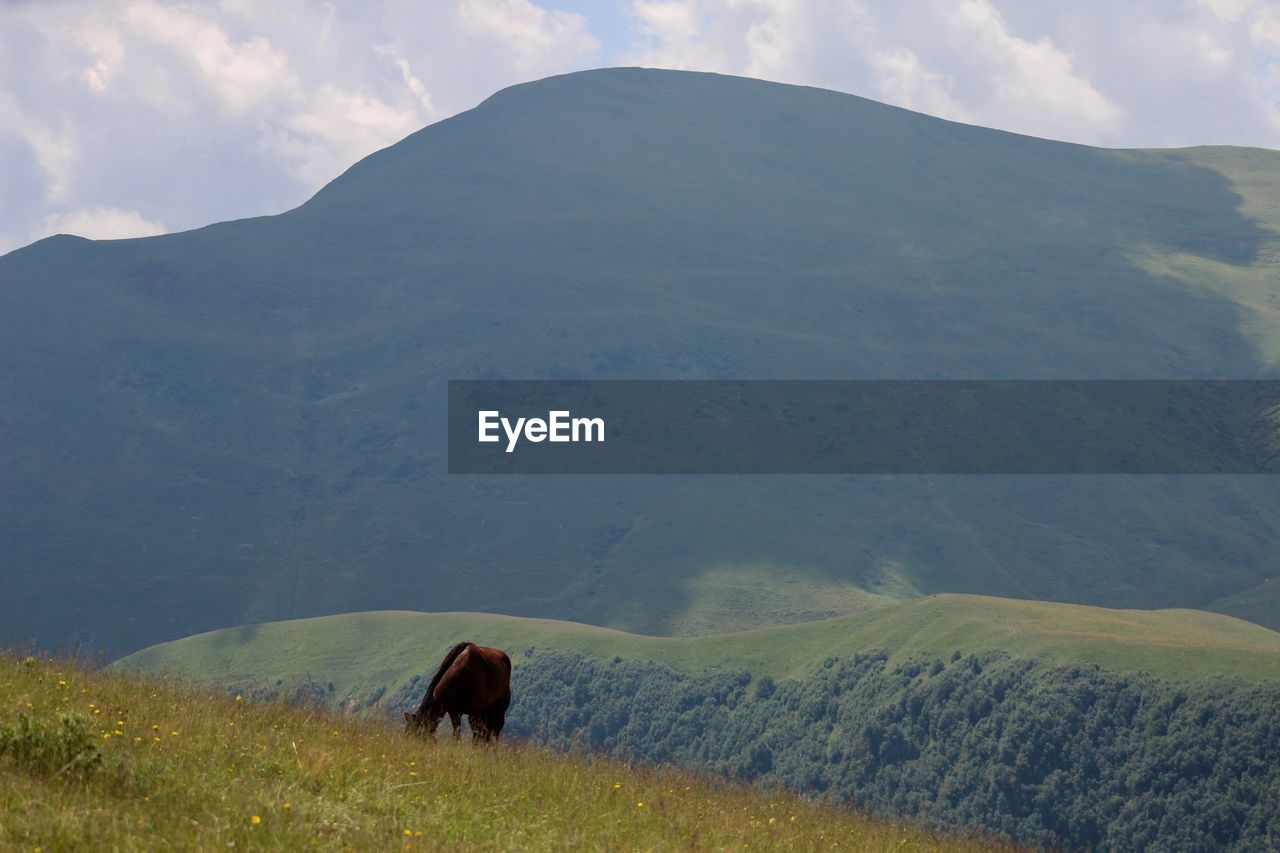 REAR VIEW OF A HORSE ON MOUNTAIN