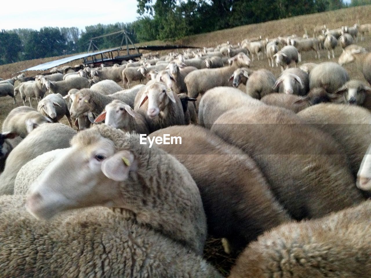 VIEW OF SHEEP IN A FIELD