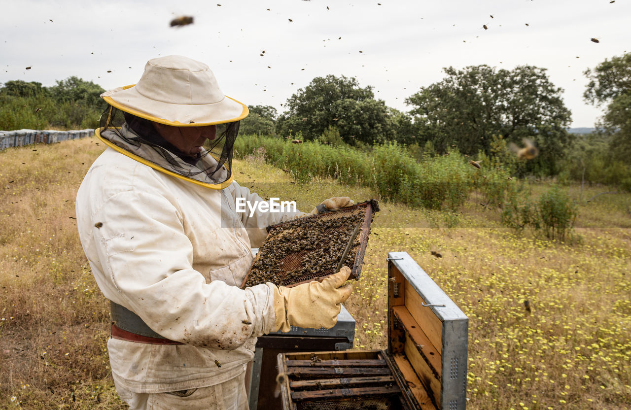 Rural and natural beekeeper, working to collect honey from hives