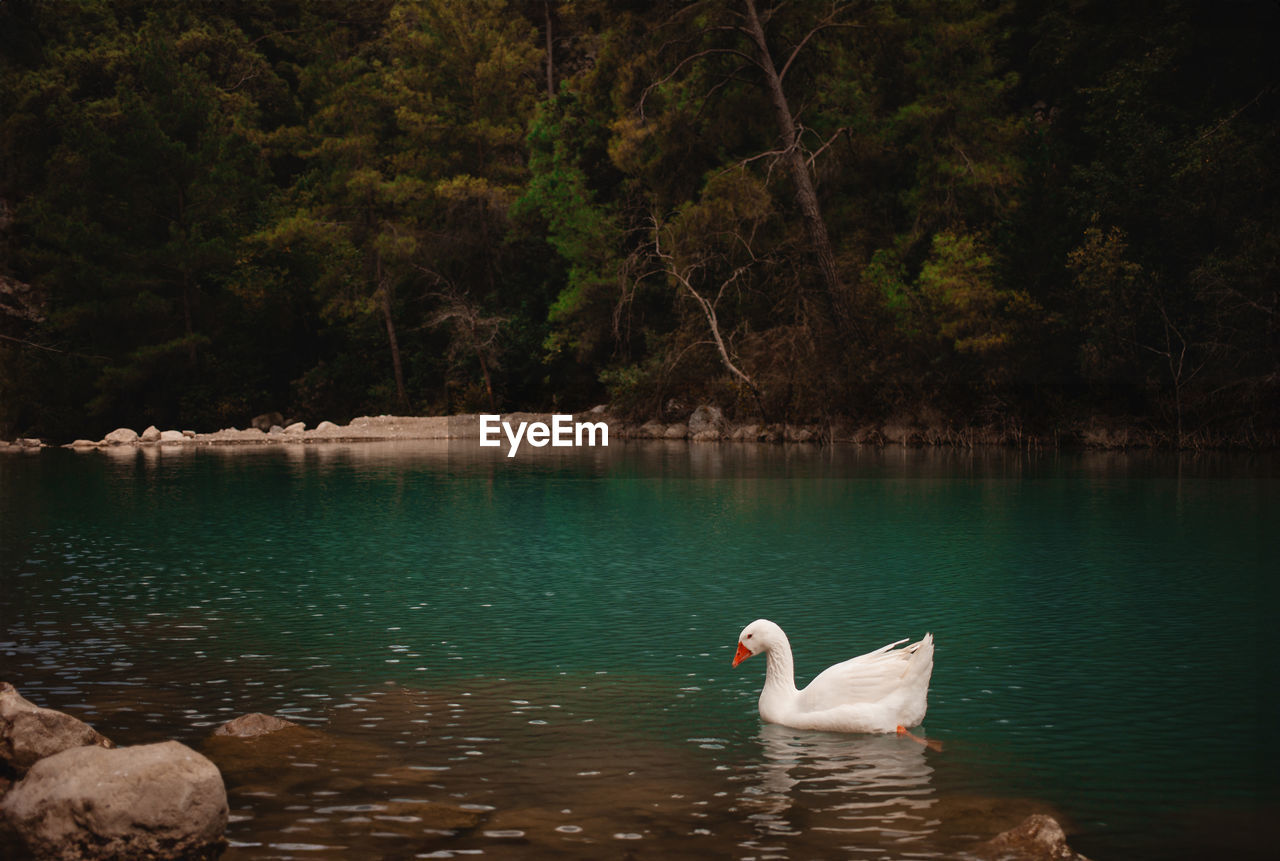 swans swimming in lake in forest