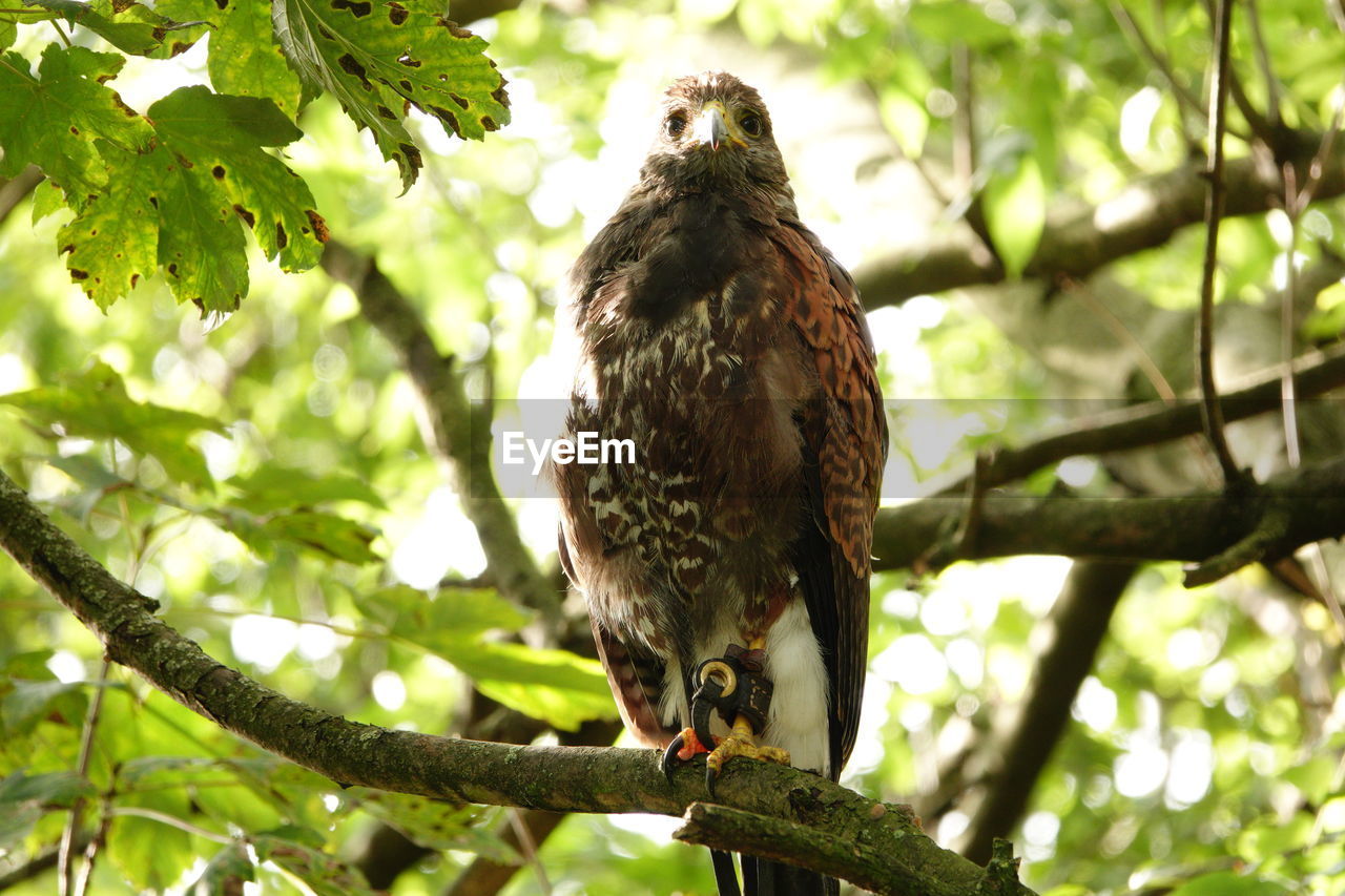 LOW ANGLE VIEW OF BIRD PERCHING ON TREE