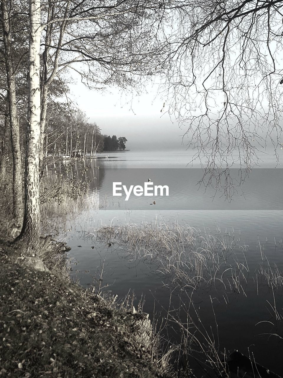 SCENIC VIEW OF LAKE AGAINST BARE TREES IN FOGGY WEATHER