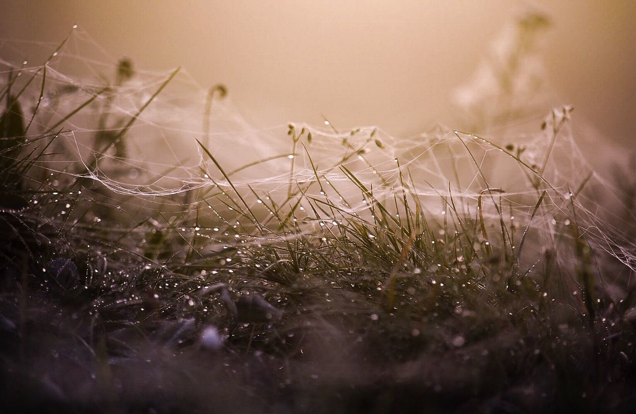 View of wet spider web