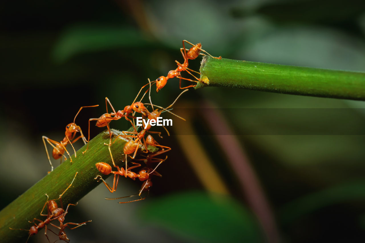 CLOSE-UP OF CATERPILLAR ON PLANT