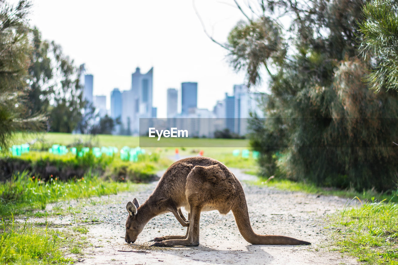 Kangaroo on field against sky in city