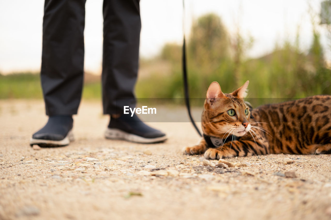 Scared beautiful bengal cat with green eyes outdoors lying on ground