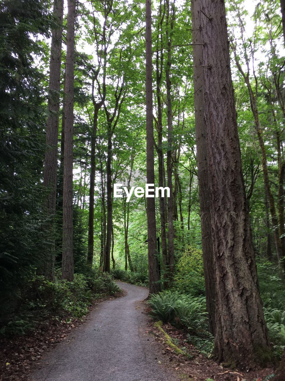 VIEW OF TREES IN FOREST