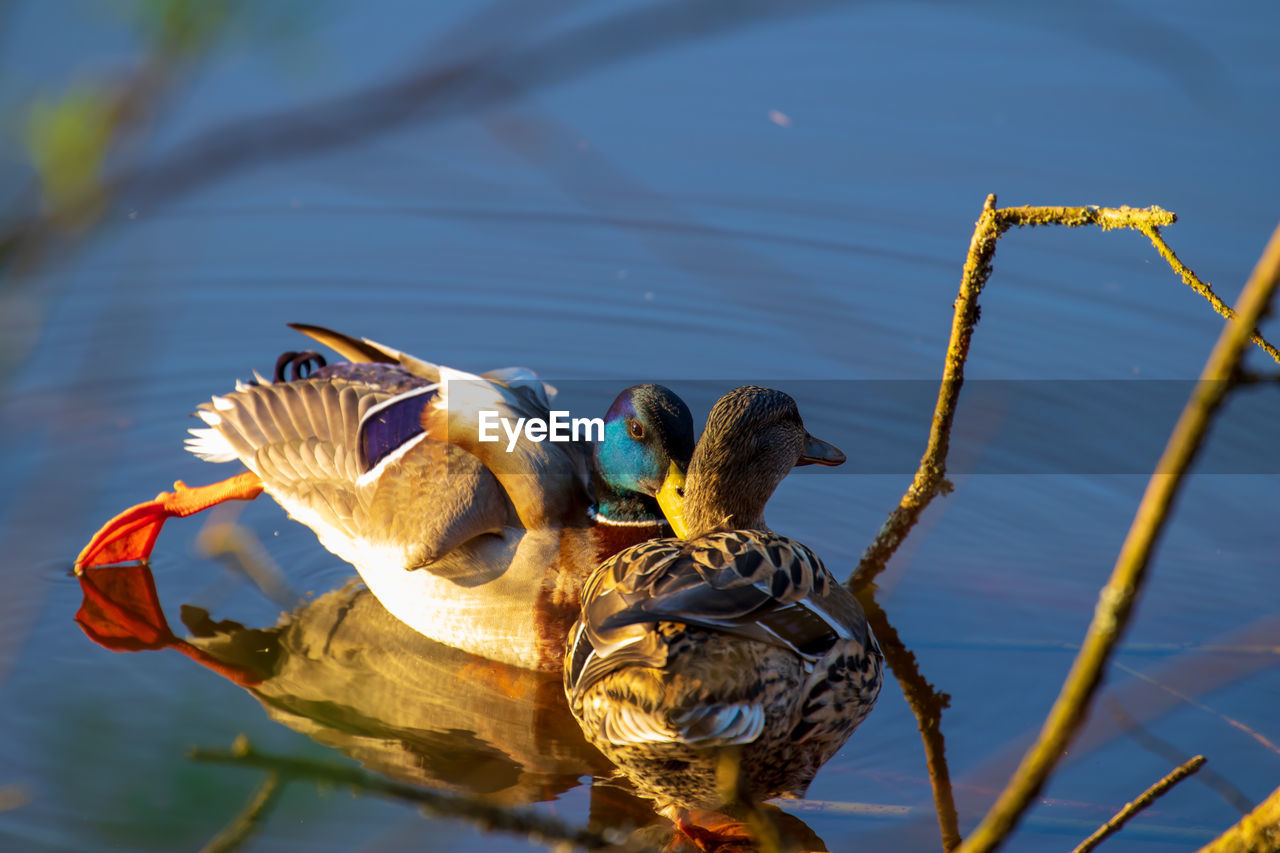 BIRD PERCHING ON A LAKE