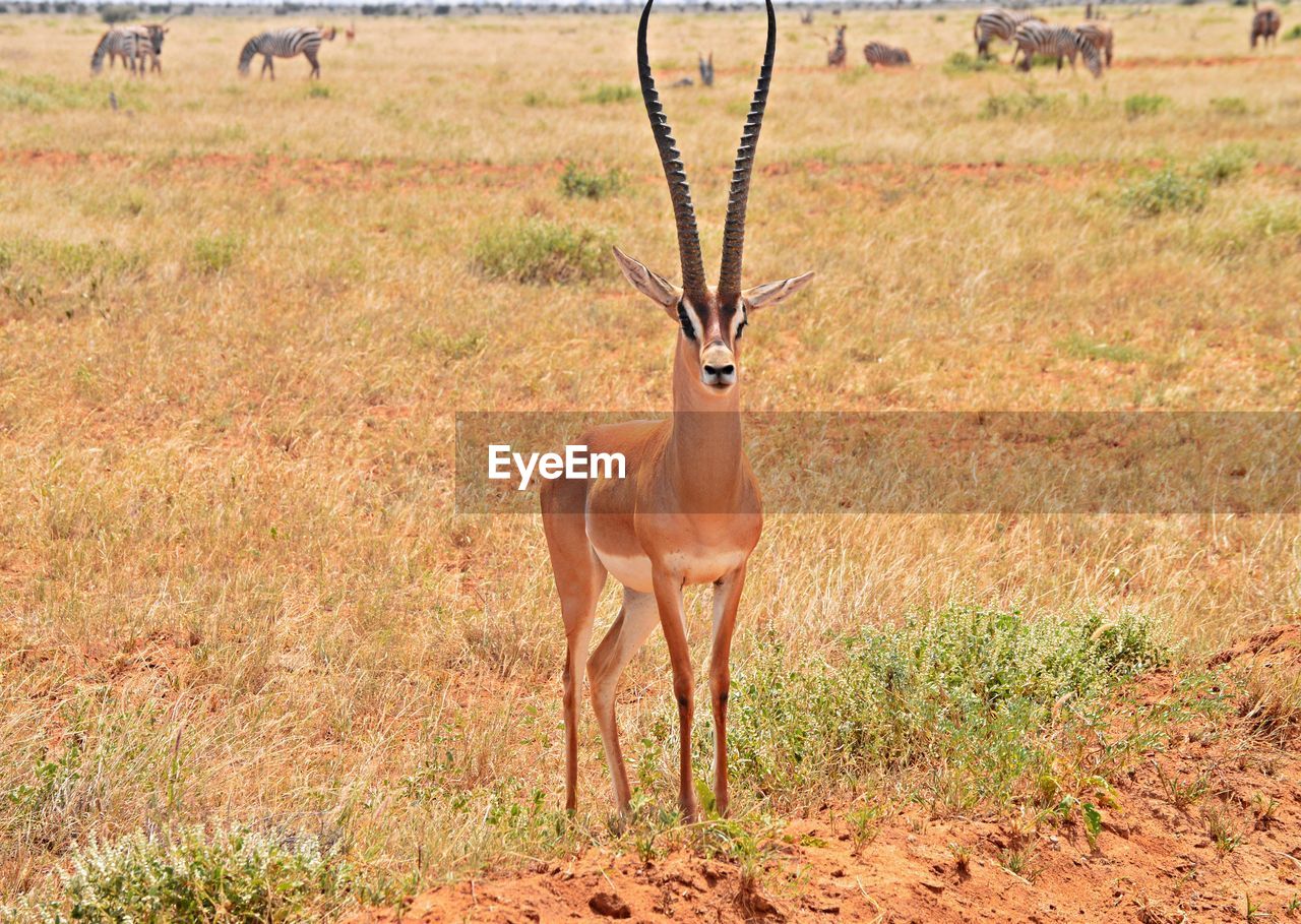 DEER STANDING IN GRASS AGAINST BLURRED BACKGROUND