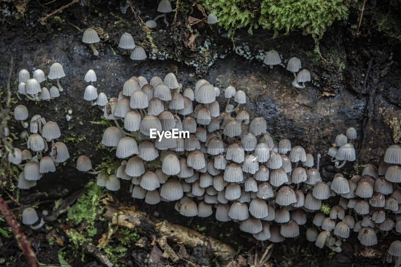 forest, timber, tree, log, lumber industry, deforestation, firewood, wood, nature, woodland, land, plant, environmental issues, leaf, large group of objects, abundance, no people, day, soil, power generation, trunk, outdoors, fossil fuel, growth, oyster mushroom, woodpile, field, autumn, mushroom, environmental damage, flower, fungus
