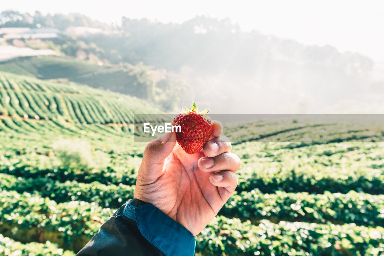 Cropped image of hand holding strawberry against farm landscape