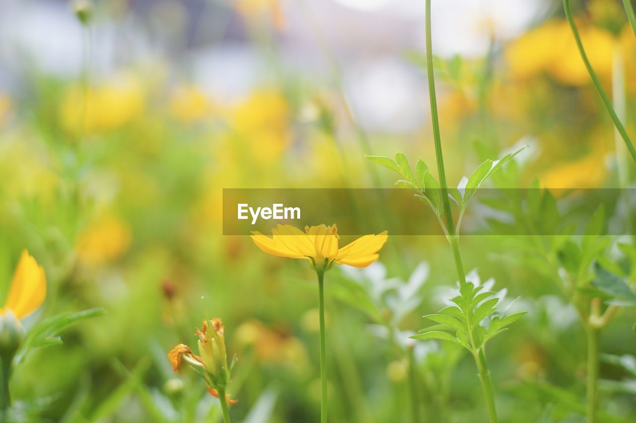 Close-up of yellow flowering plants on field