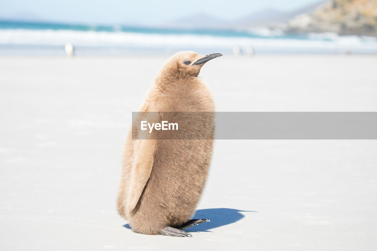 Penguin perching at beach in sunny day