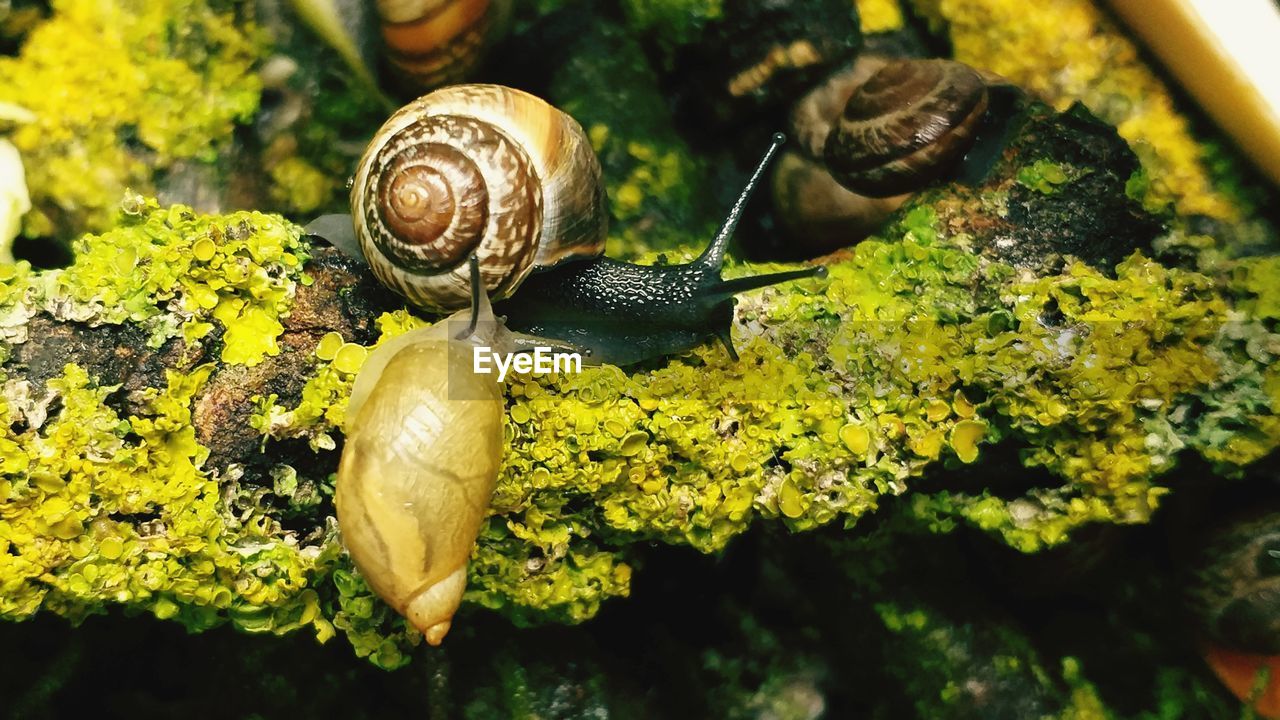 close-up of snail on tree