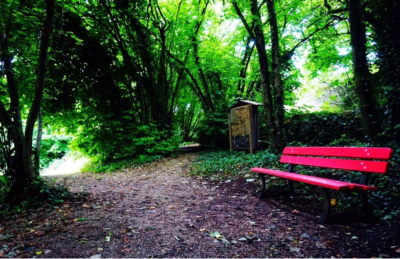 FOOTPATH IN FOREST