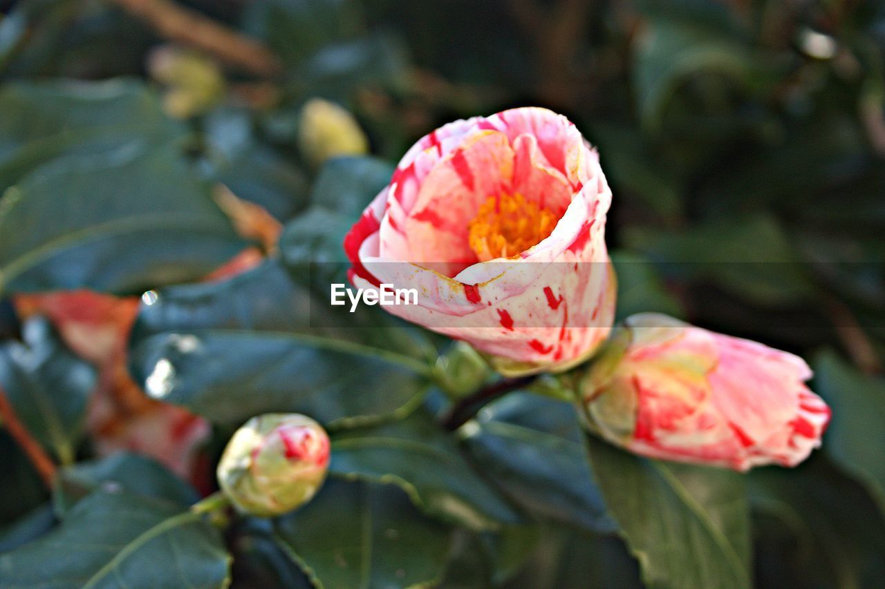 Close-up of pink rose flower