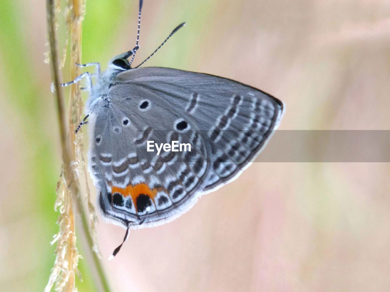 Close-up of butterfly