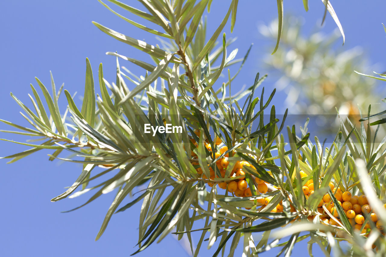 CLOSE-UP OF FLOWERING PLANT AGAINST CLEAR SKY