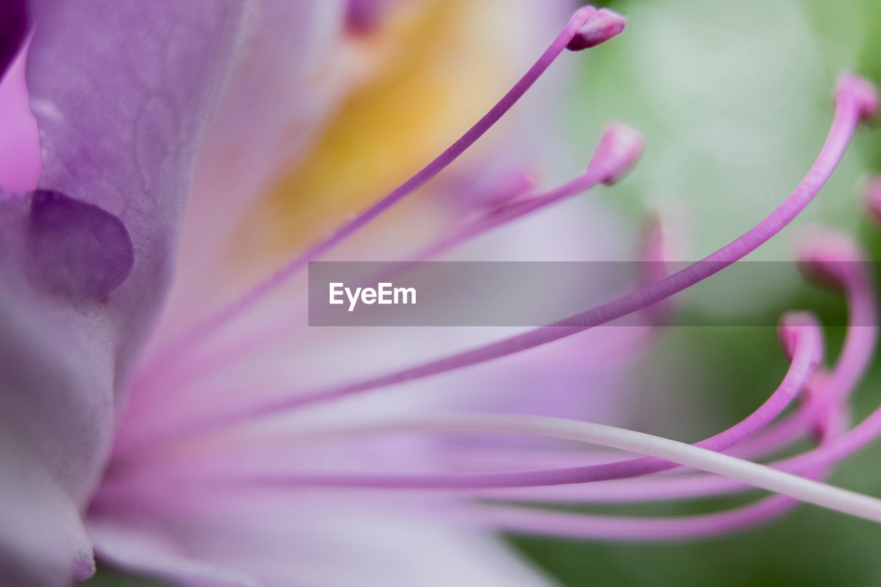 EXTREME CLOSE-UP OF PINK FLOWER