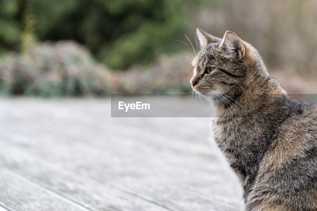 Close-up of a cat looking away