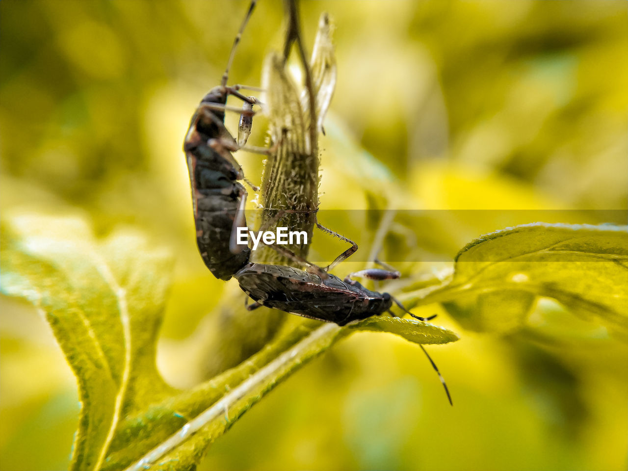 CLOSE-UP OF GRASSHOPPER ON PLANT