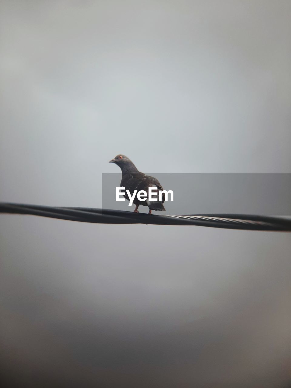 LOW ANGLE VIEW OF BIRD PERCHING ON A CABLE