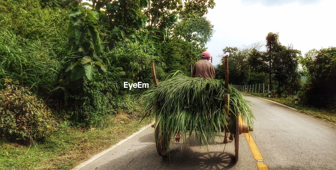 Rear view of man carrying plants on cart at road