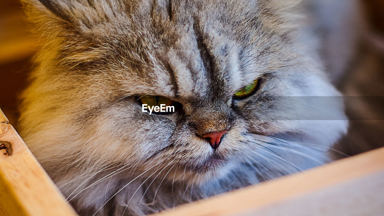 CLOSE-UP PORTRAIT OF CAT