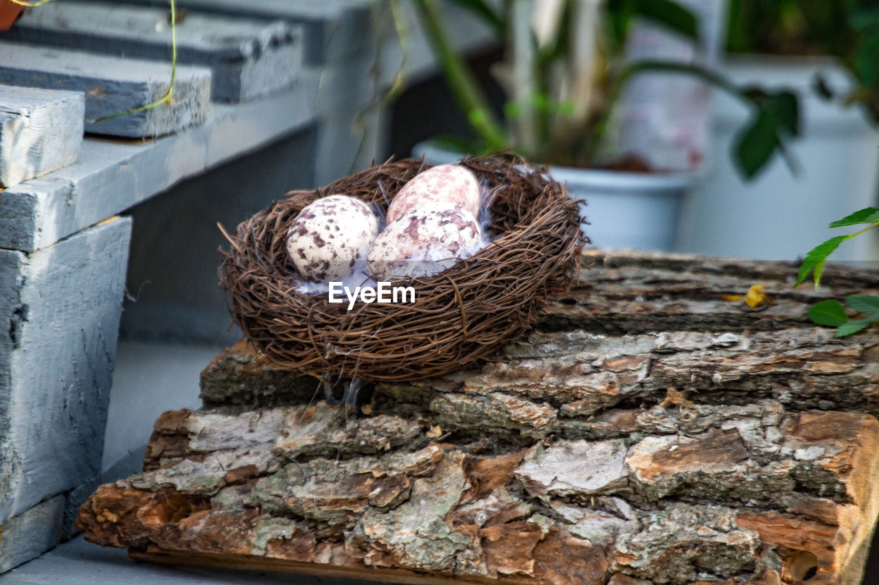 Close-up of birds in nest