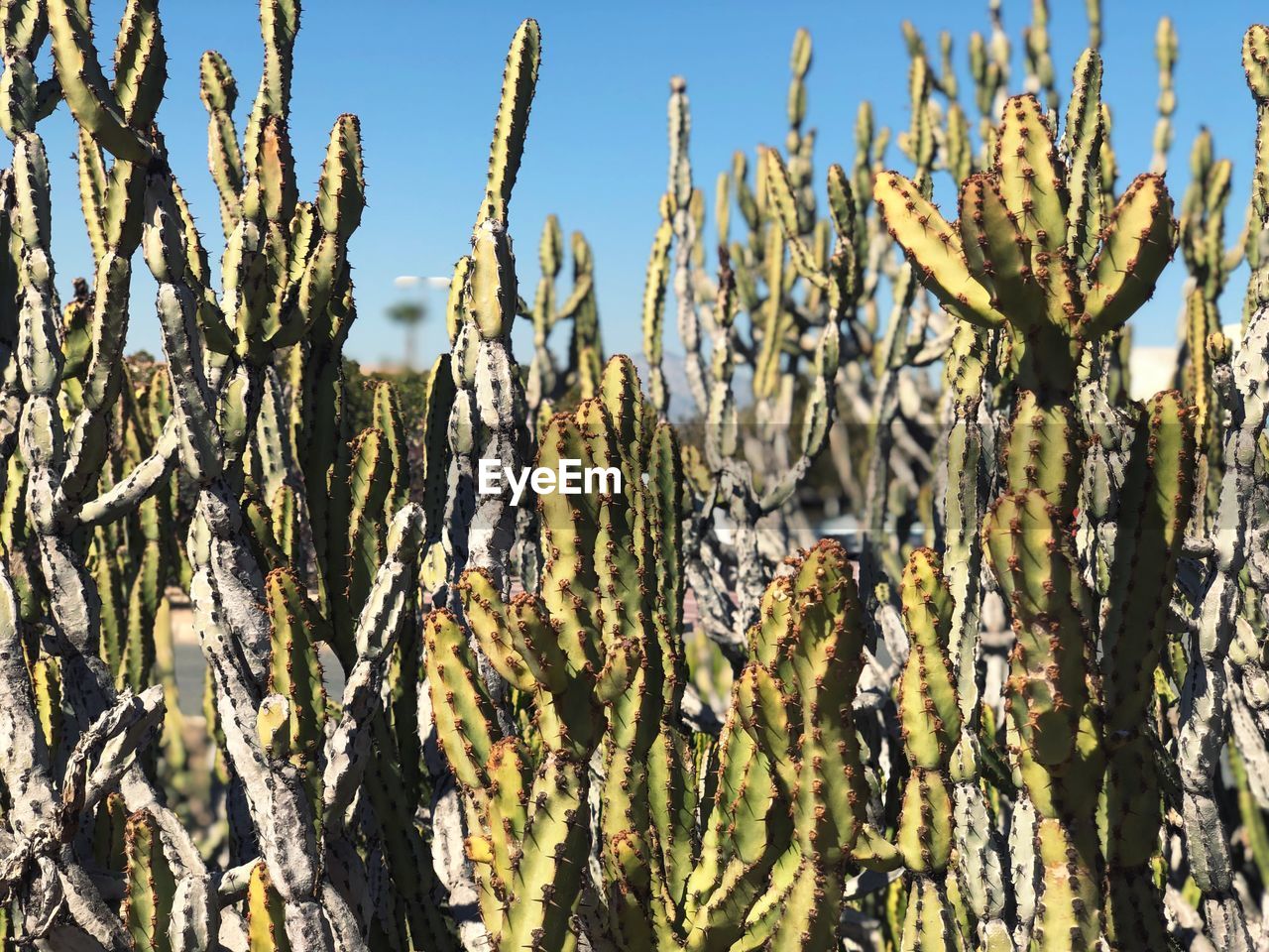 Close-up of plants against trees