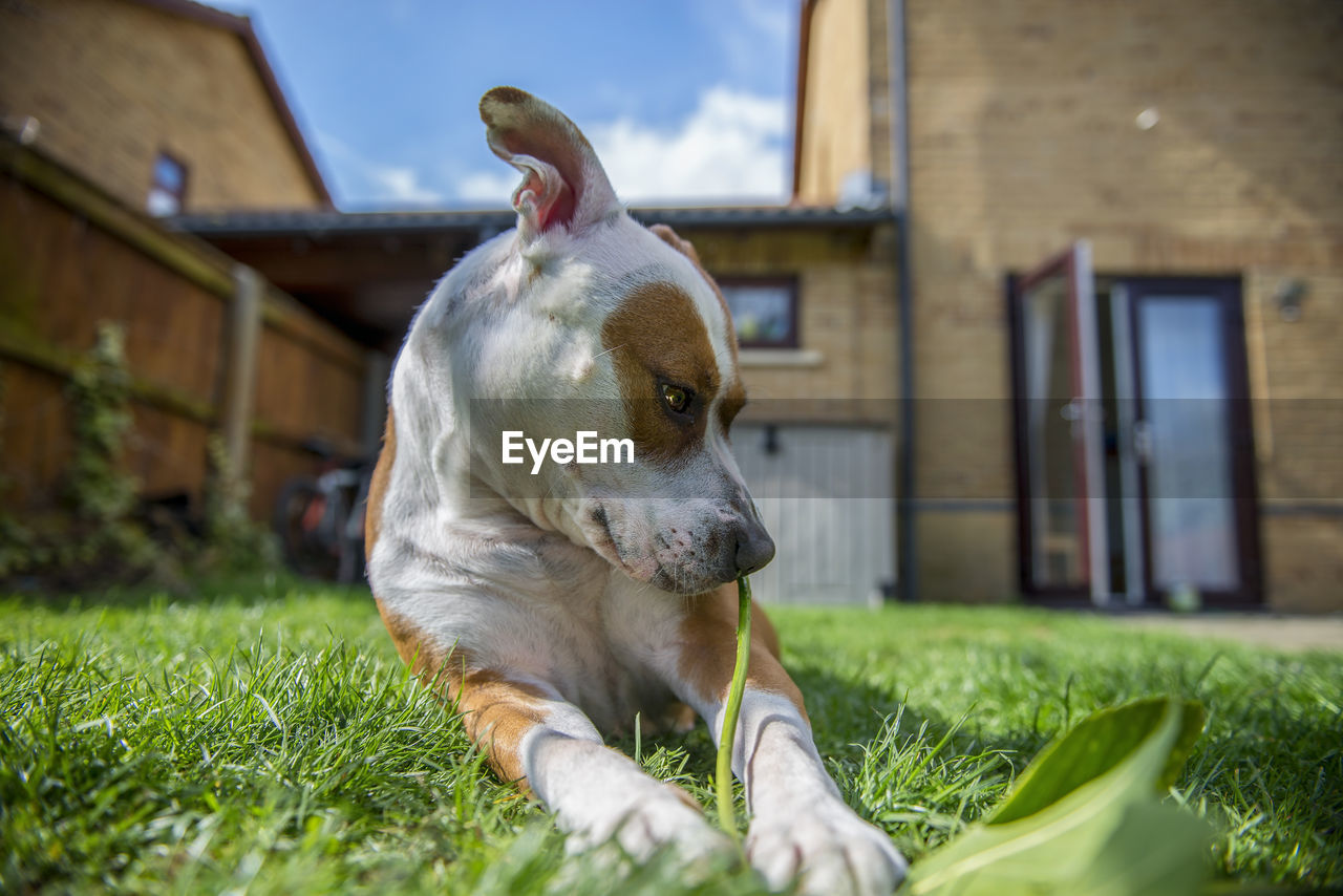 Close-up of dog looking down while sitting on grassy field against house