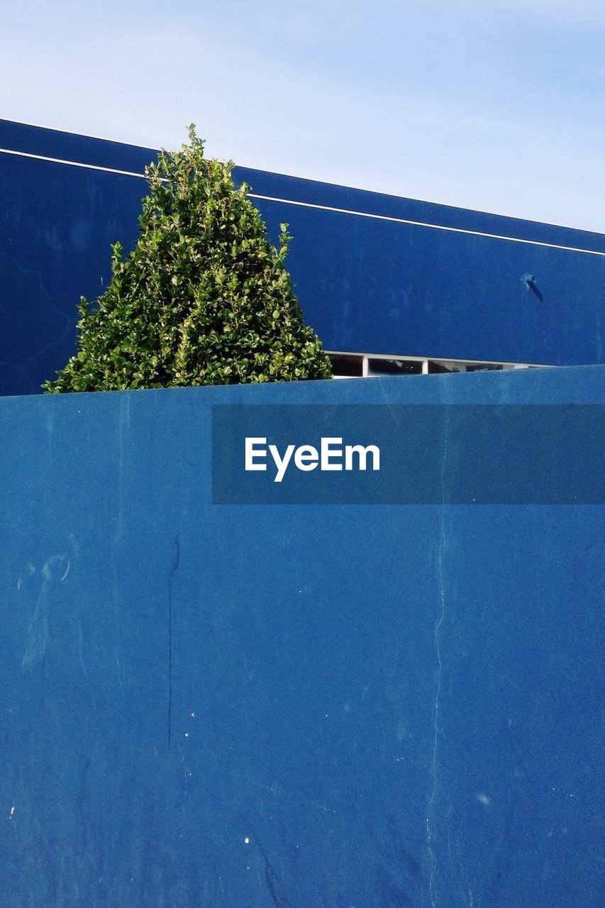 LOW ANGLE VIEW OF TREE AGAINST BLUE SKY