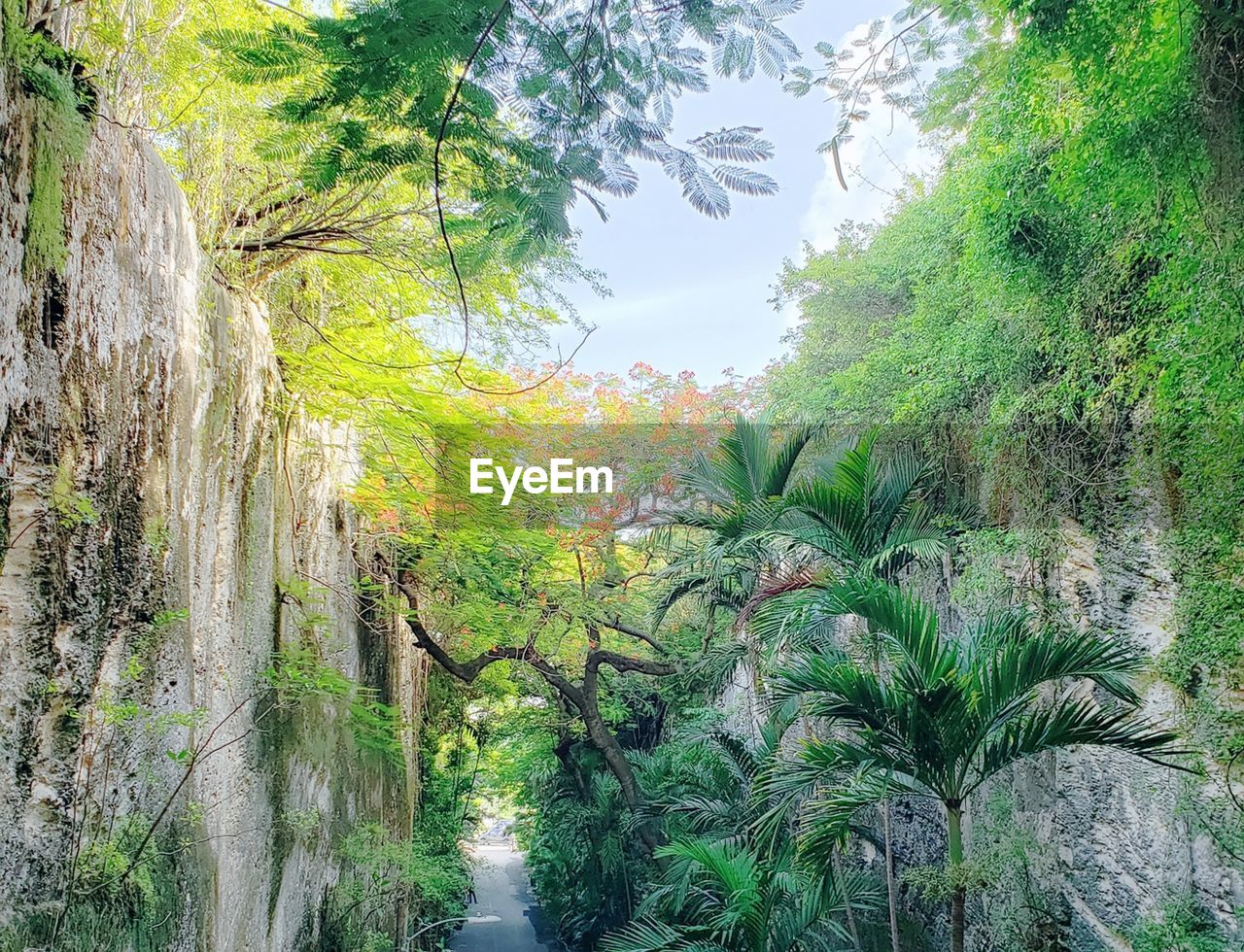 PANORAMIC VIEW OF TREES GROWING IN FOREST