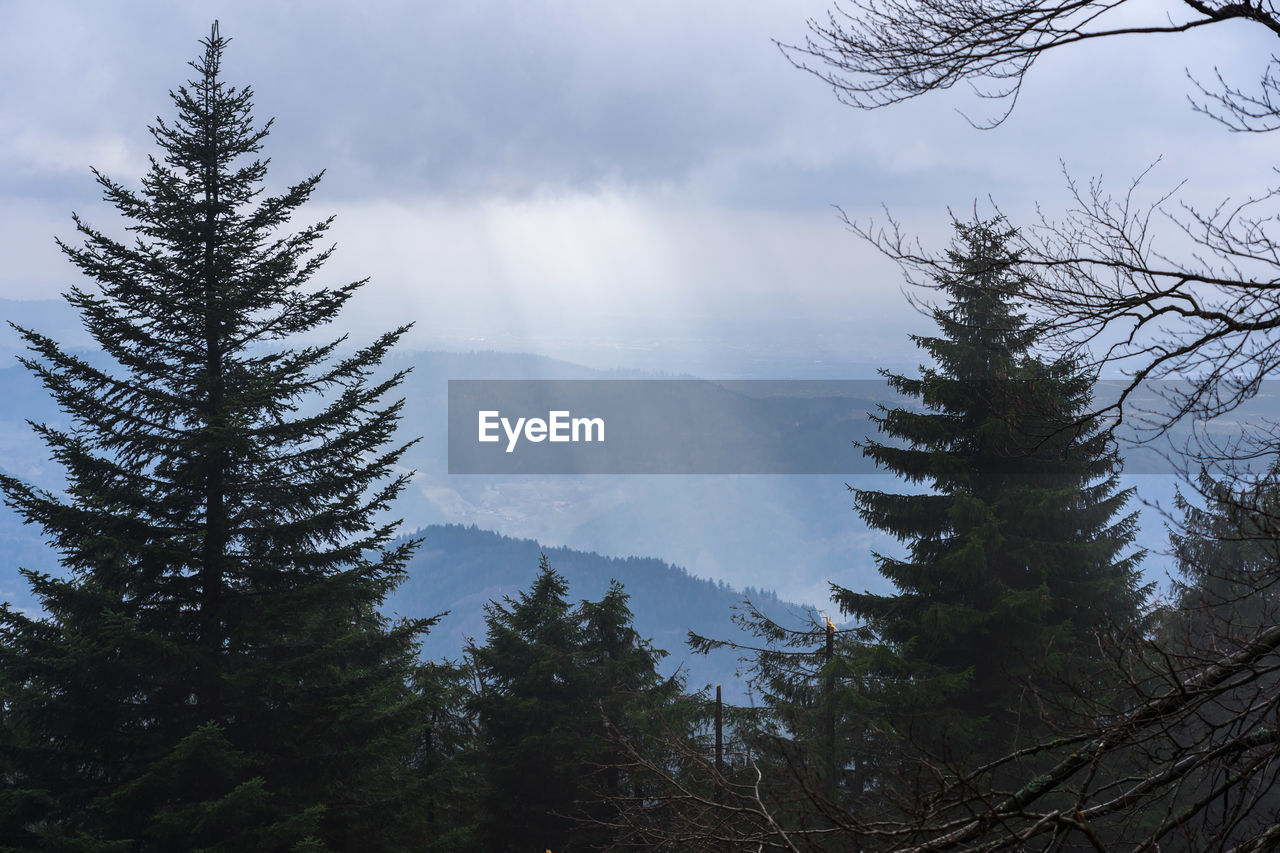 Low angle view of pine trees against sky