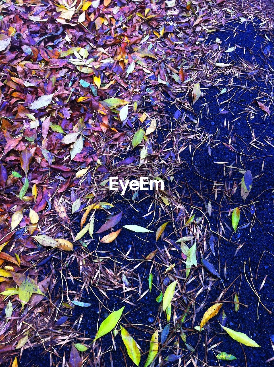 HIGH ANGLE VIEW OF DRY LEAVES ON FIELD