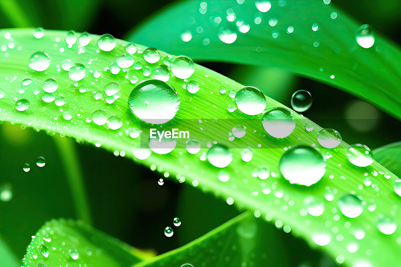 water, drop, wet, dew, green, nature, moisture, freshness, leaf, close-up, plant, plant part, beauty in nature, no people, rain, macro photography, growth, environment, outdoors, purity, fragility, grass, selective focus, plant stem, blade of grass, macro, backgrounds, raindrop