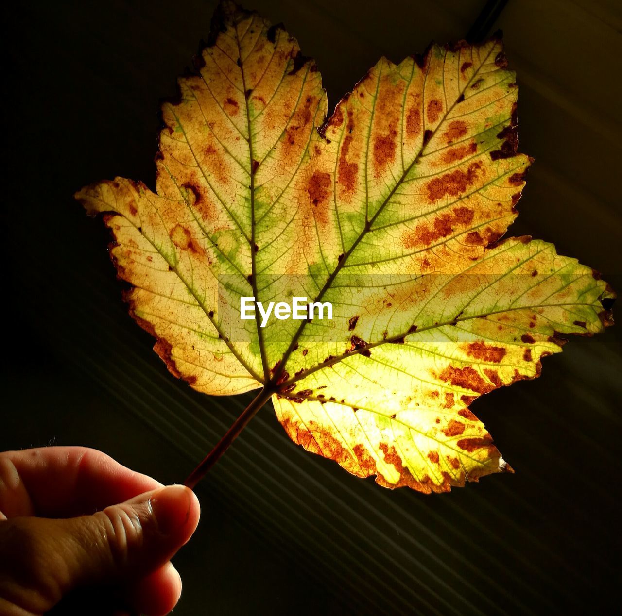 CLOSE-UP OF HAND HOLDING YELLOW AUTUMN LEAF