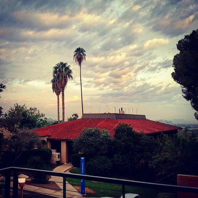 PALM TREES AT SUNSET