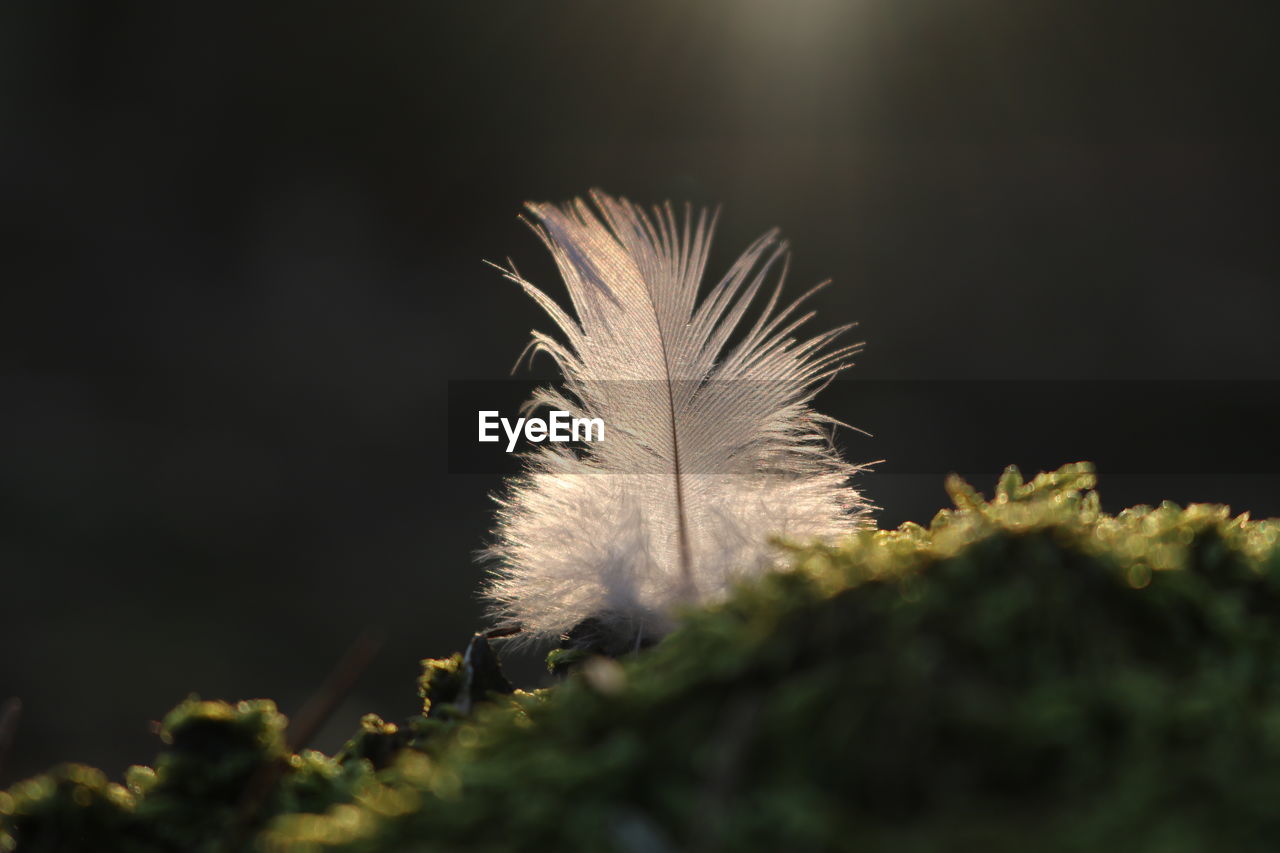 CLOSE-UP OF FEATHER PLANT