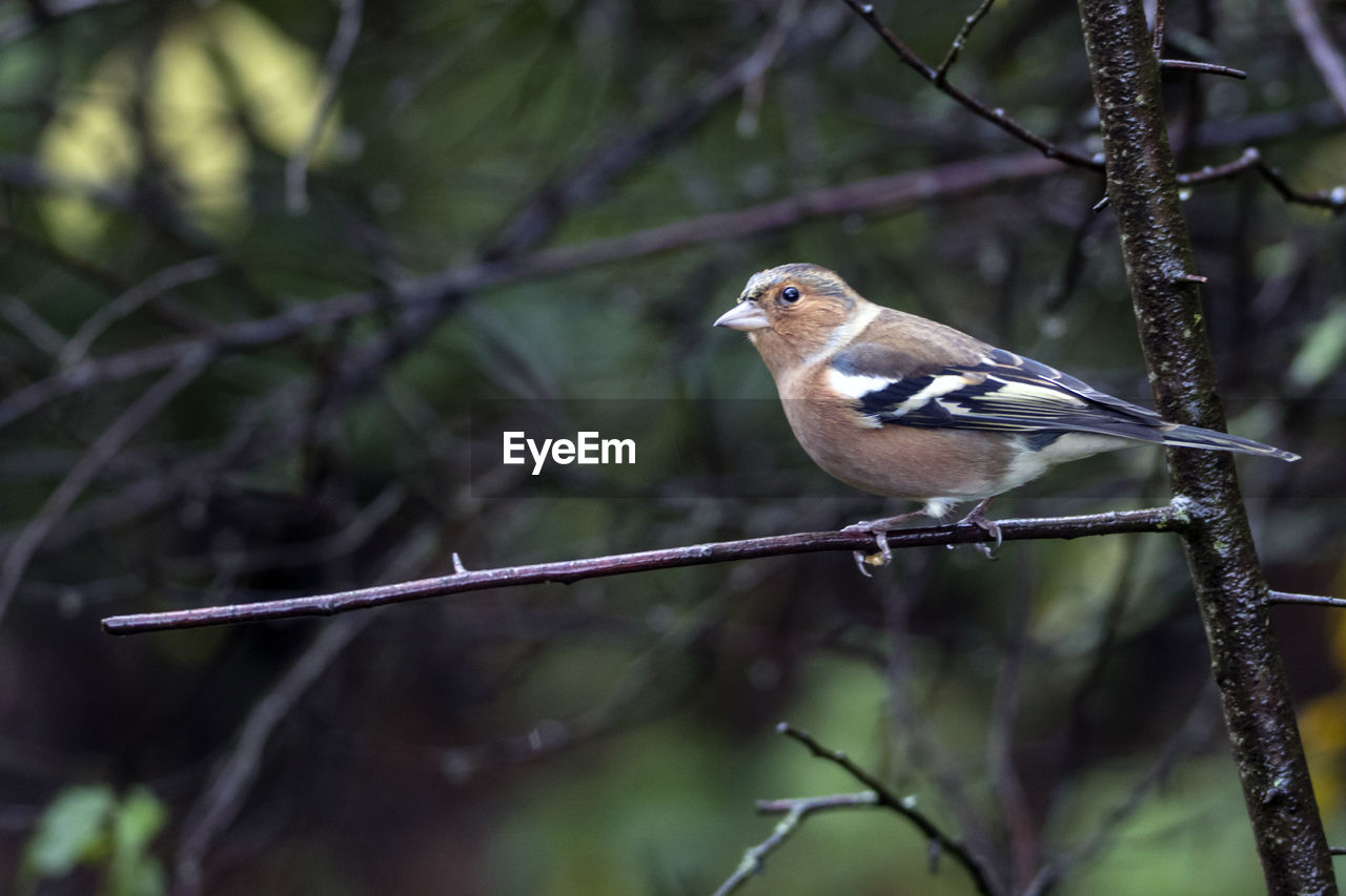 A close-up of a beautifully coloured chaffinch perched in a tree.
