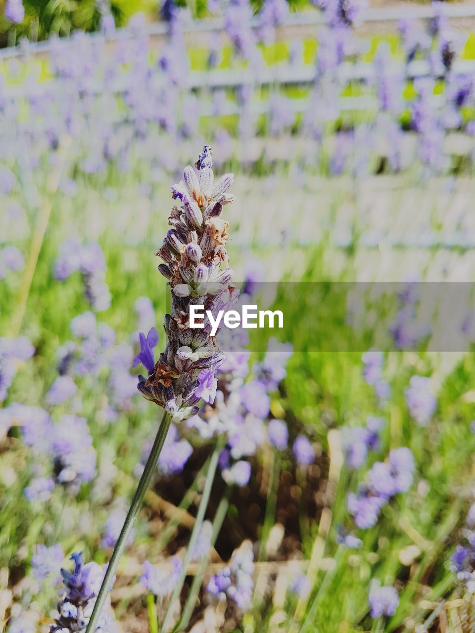 CLOSE-UP OF BEE POLLINATING ON PURPLE FLOWERING PLANT