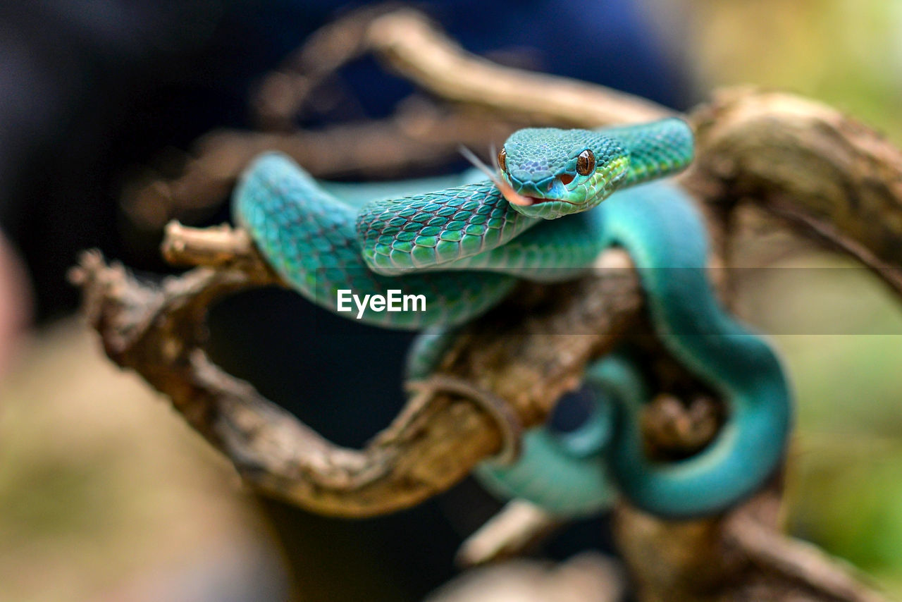 Close-up of snake on tree