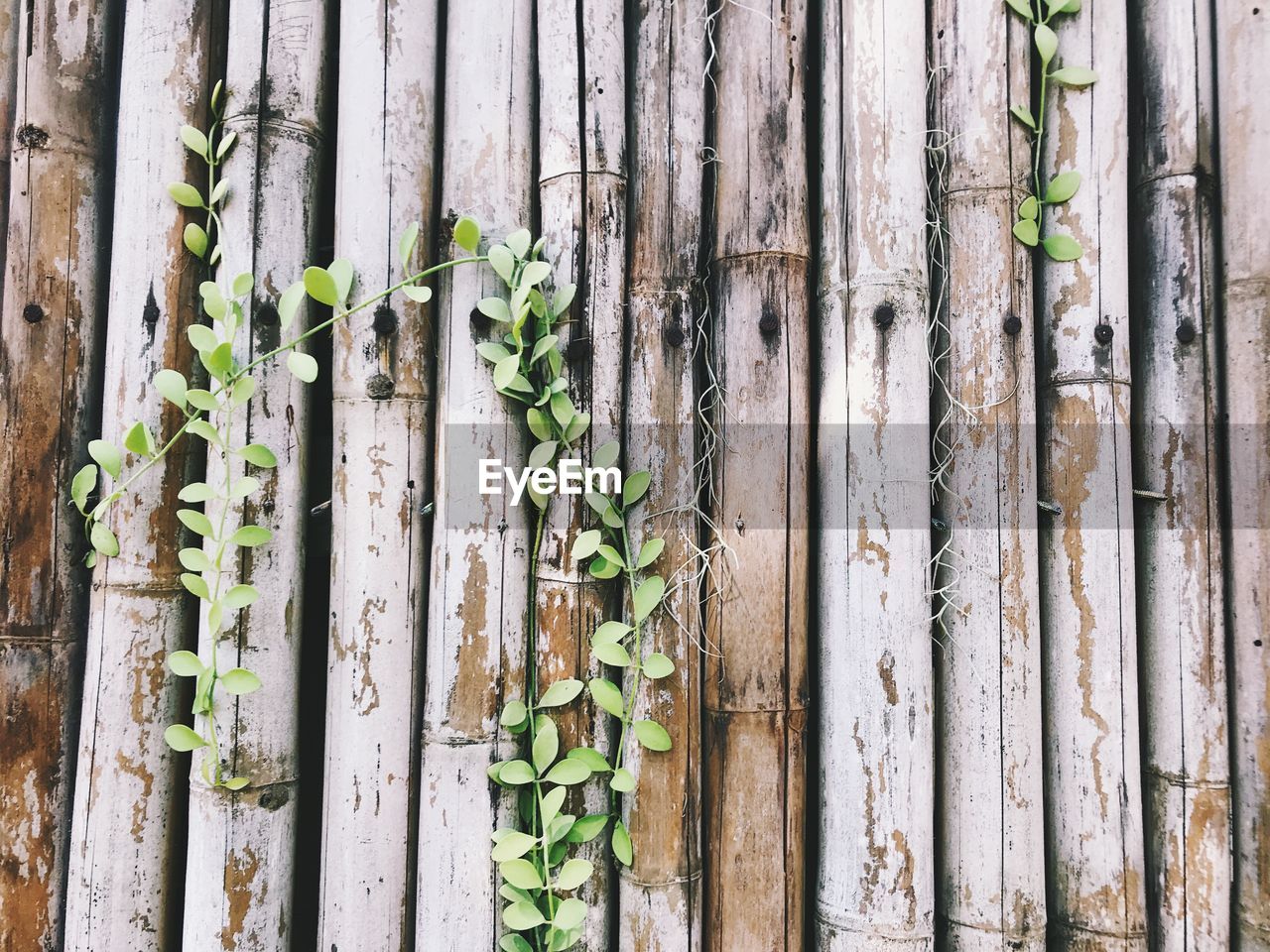 Full frame shot of bamboo tree trunk