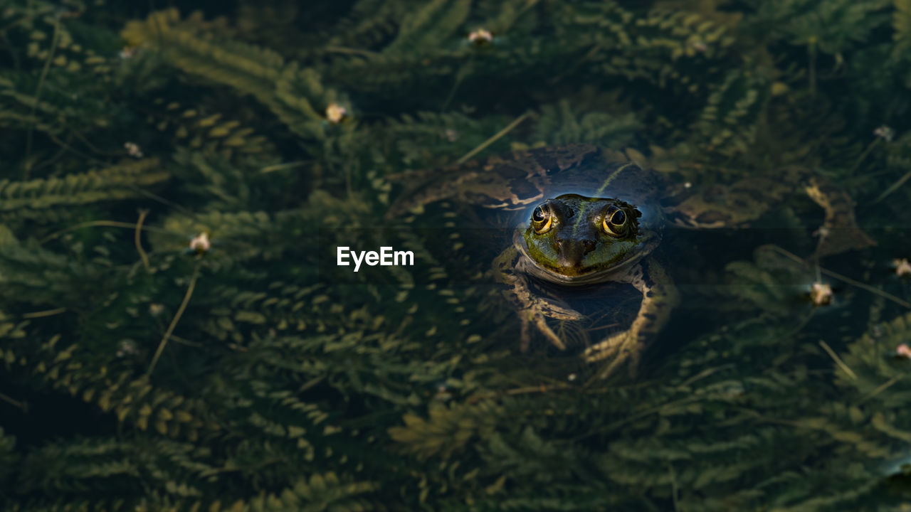 Close-up of frog on field